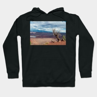 Tree on the edge Hoodie